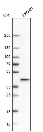 PCYT1A Antibody in Western Blot (WB)