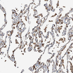 CERKL Antibody in Immunohistochemistry (Paraffin) (IHC (P))