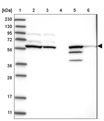 CERKL Antibody in Western Blot (WB)