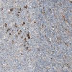 CERKL Antibody in Immunohistochemistry (IHC)