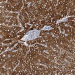 MRPS18A Antibody in Immunohistochemistry (Paraffin) (IHC (P))