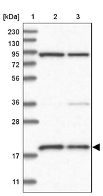 MRPS18A Antibody in Western Blot (WB)