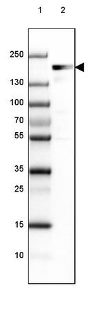 EHBP1 Antibody in Western Blot (WB)