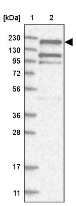 EHBP1 Antibody in Western Blot (WB)