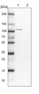EHBP1 Antibody in Western Blot (WB)