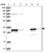 HNMT Antibody in Western Blot (WB)