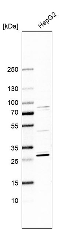 HNMT Antibody in Western Blot (WB)