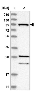 RIN1 Antibody in Western Blot (WB)