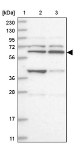ZNF500 Antibody in Western Blot (WB)