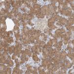 GMPPA Antibody in Immunohistochemistry (IHC)