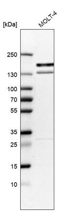 KIF15 Antibody in Western Blot (WB)