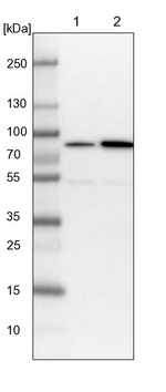 PPM1G Antibody in Western Blot (WB)