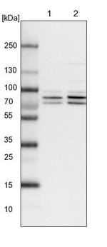 PPM1G Antibody in Western Blot (WB)