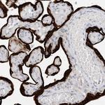 KBP Polyclonal Antibody