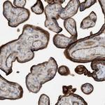 KBP Polyclonal Antibody