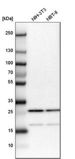 CGGBP1 Antibody in Western Blot (WB)