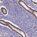 SETD5 Antibody in Immunohistochemistry (Paraffin) (IHC (P))
