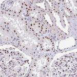 SETD5 Antibody in Immunohistochemistry (Paraffin) (IHC (P))