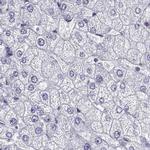 IGSF1 Antibody in Immunohistochemistry (IHC)