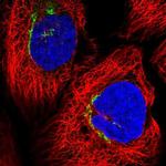 FBXL8 Polyclonal Antibody