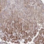 FBXL8 Antibody in Immunohistochemistry (Paraffin) (IHC (P))