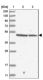 FBXL8 Antibody in Western Blot (WB)