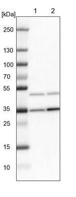 FBXL8 Antibody in Western Blot (WB)