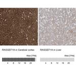 RASGEF1A Antibody in Immunohistochemistry (IHC)