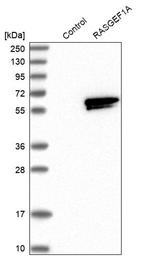 RASGEF1A Antibody in Western Blot (WB)