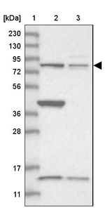 CNOT10 Antibody in Western Blot (WB)