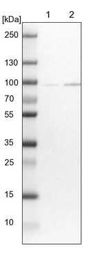 CNOT10 Antibody in Western Blot (WB)