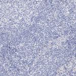GABRG1 Antibody in Immunohistochemistry (Paraffin) (IHC (P))