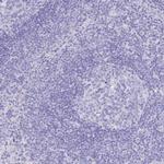 SLC4A4 Antibody in Immunohistochemistry (Paraffin) (IHC (P))