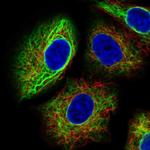 PAFAH1B3 Antibody in Immunocytochemistry (ICC/IF)