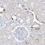 PAFAH1B3 Antibody in Immunohistochemistry (Paraffin) (IHC (P))