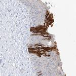 PAFAH1B3 Antibody in Immunohistochemistry (Paraffin) (IHC (P))