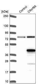 C9orf66 Antibody in Western Blot (WB)