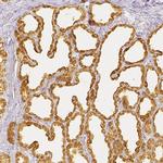 CSN1S1 Antibody in Immunohistochemistry (IHC)