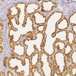 CSN1S1 Polyclonal Antibody