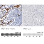 VILL Polyclonal Antibody