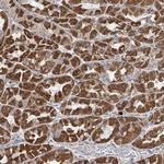 HDDC2 Antibody in Immunohistochemistry (Paraffin) (IHC (P))