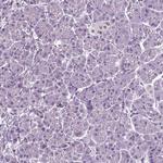 RFX3 Antibody in Immunohistochemistry (Paraffin) (IHC (P))
