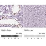 RFX3 Antibody in Immunohistochemistry (IHC)