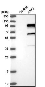 RFX3 Antibody in Western Blot (WB)