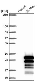 ZNF740 Antibody in Western Blot (WB)