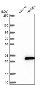 HMGB4 Antibody in Western Blot (WB)