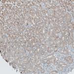 ANO7 Antibody in Immunohistochemistry (IHC)