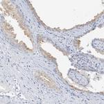 ANO7 Polyclonal Antibody