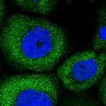 SERC1 Polyclonal Antibody