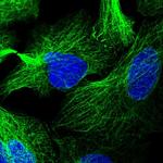 LRRC34 Polyclonal Antibody